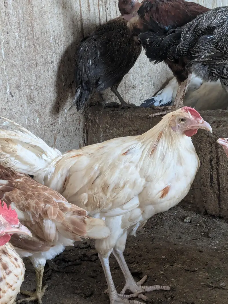 golden misri egg laying starter — photo 4