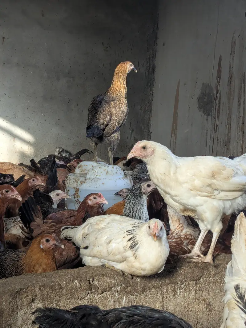 golden misri egg laying starter — photo 5