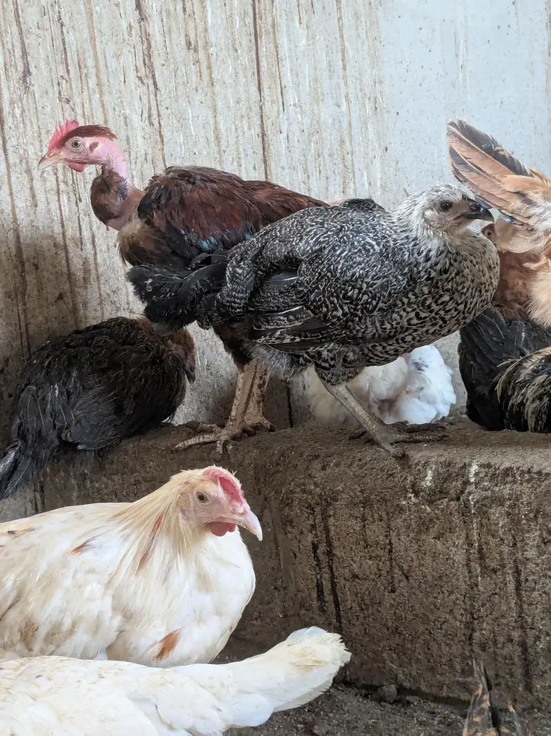 golden misri egg laying starter — photo 6
