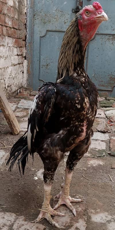aseel murgh for sale