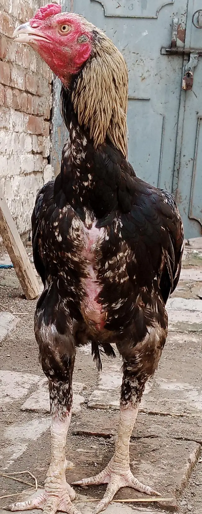 aseel murgh for sale — photo 2