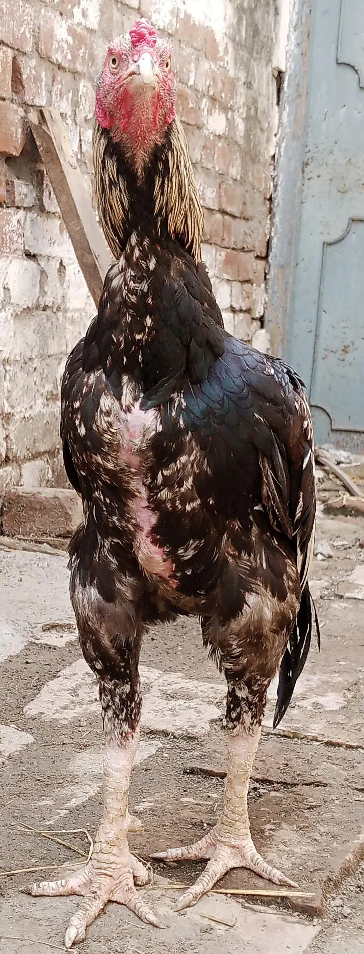 aseel murgh for sale — photo 3