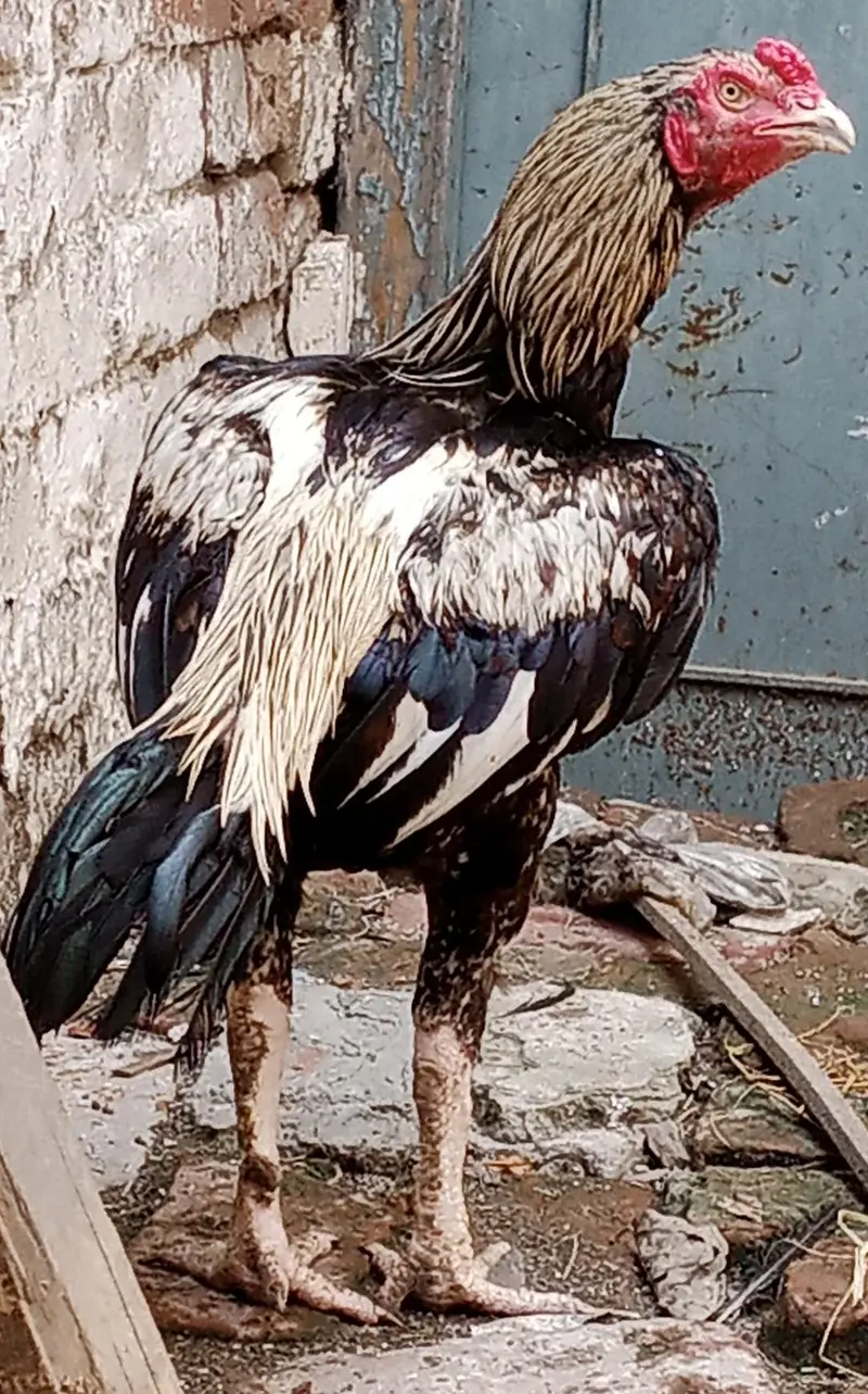 aseel murgh for sale — photo 4