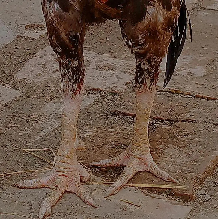 aseel murgh for sale — photo 5