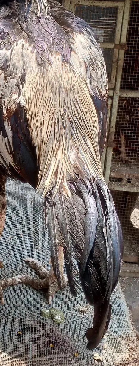 aseel murgh for sale — photo 6