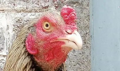 aseel murgh for sale — photo 7