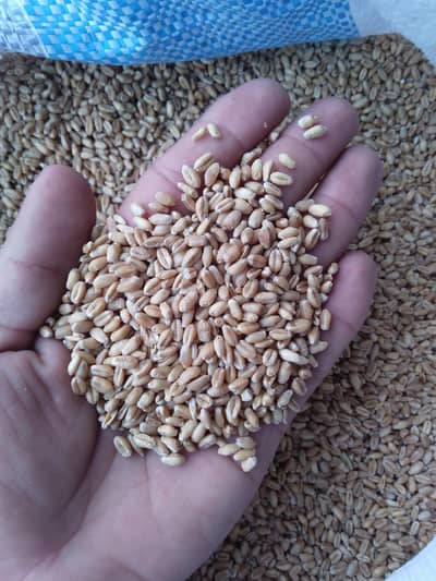 Wheat Gandum گندم