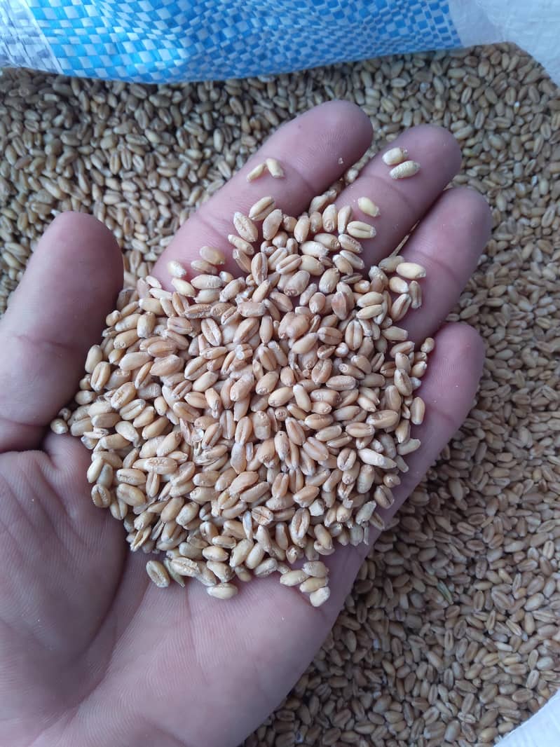 Wheat Gandum گندم 0