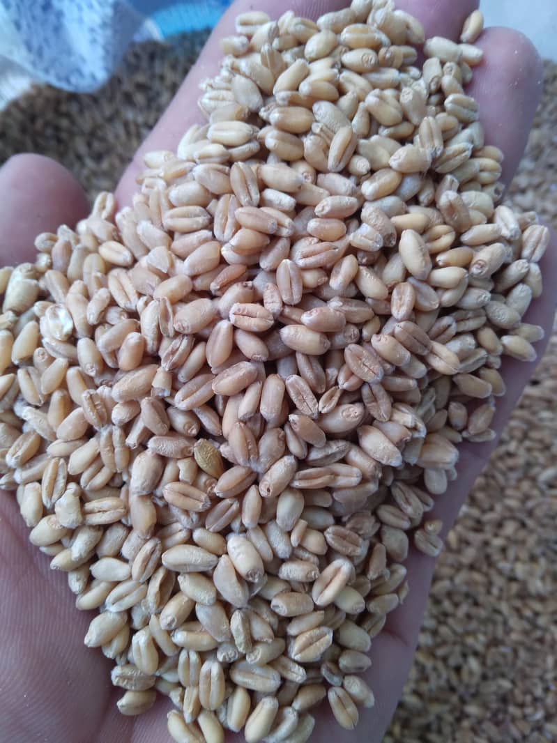 Wheat Gandum گندم 1