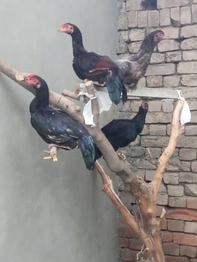 aseel murga muska narr end madi for sale