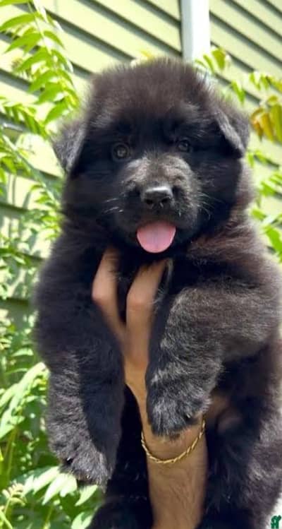 German Shepherd long coat shop quality male puppy
