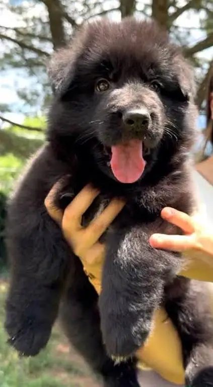 German Shepherd long coat shop quality male puppy — photo 2