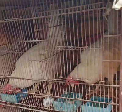 pure organic hens