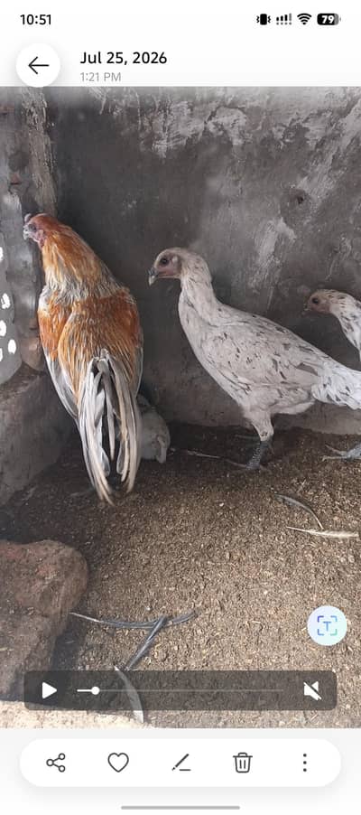 Paper White Thai, Shamo and Blue Dragon for sell in Lahore