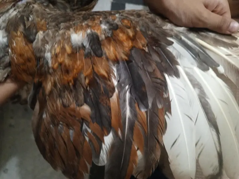 shajra patha high quality for sale — photo 3