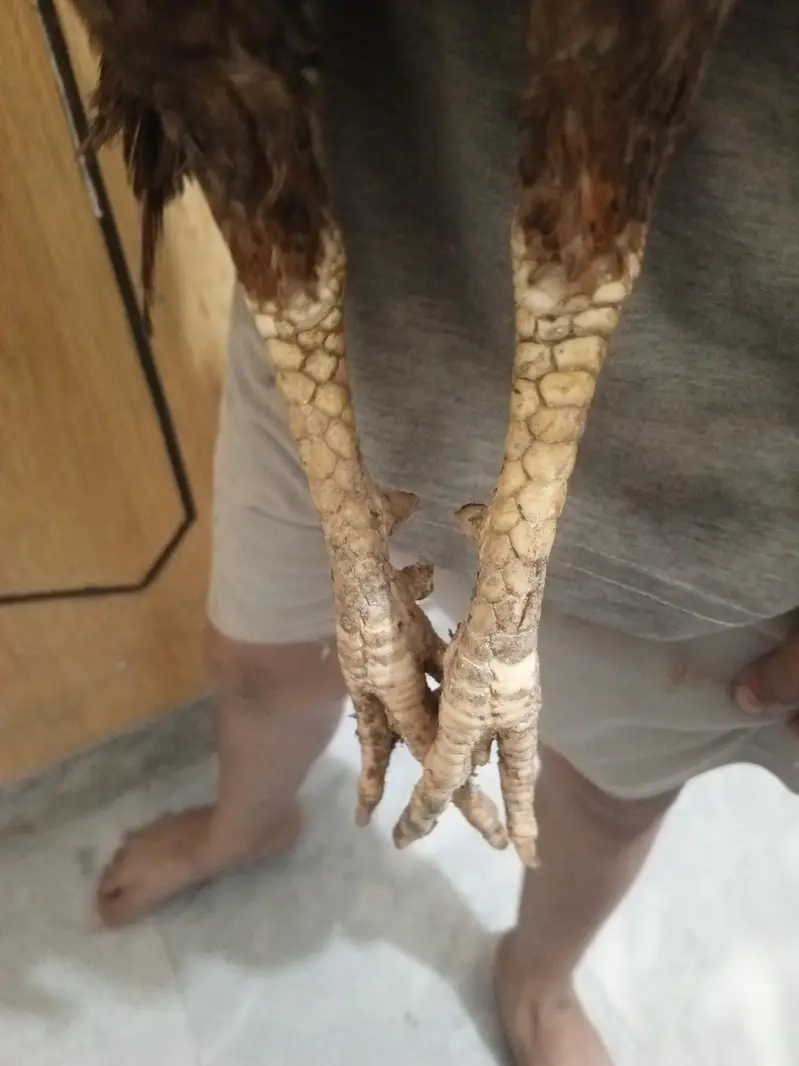 shajra patha high quality for sale — photo 4