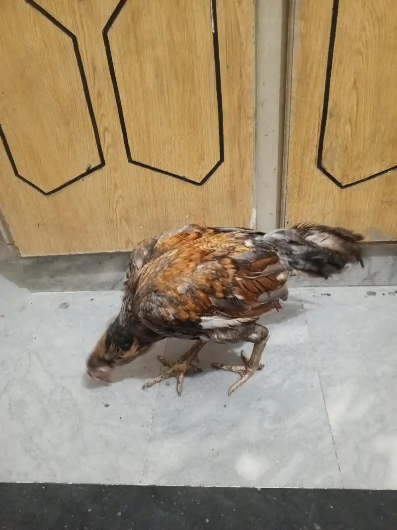 shajra patha high quality for sale — photo 6