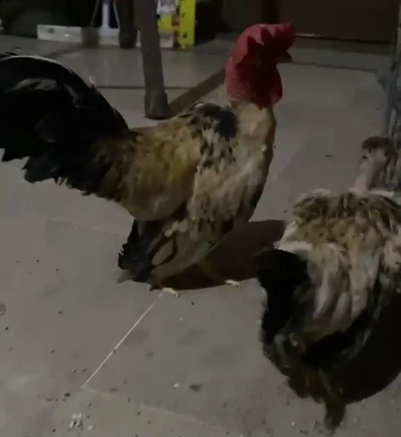 fancy breed — photo 2