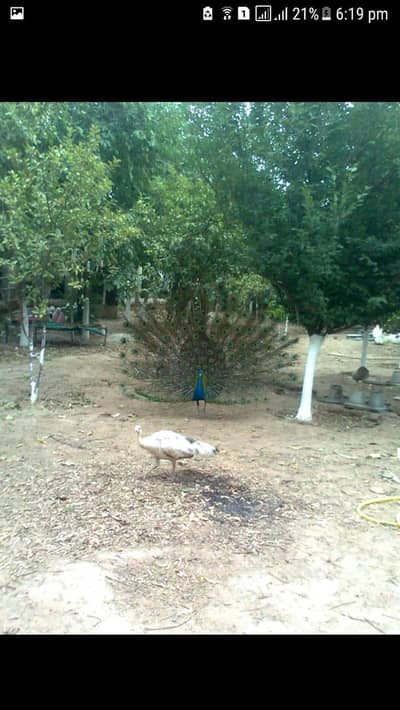 Peacock chicks
