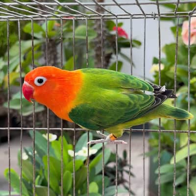 Breeder Green opline male