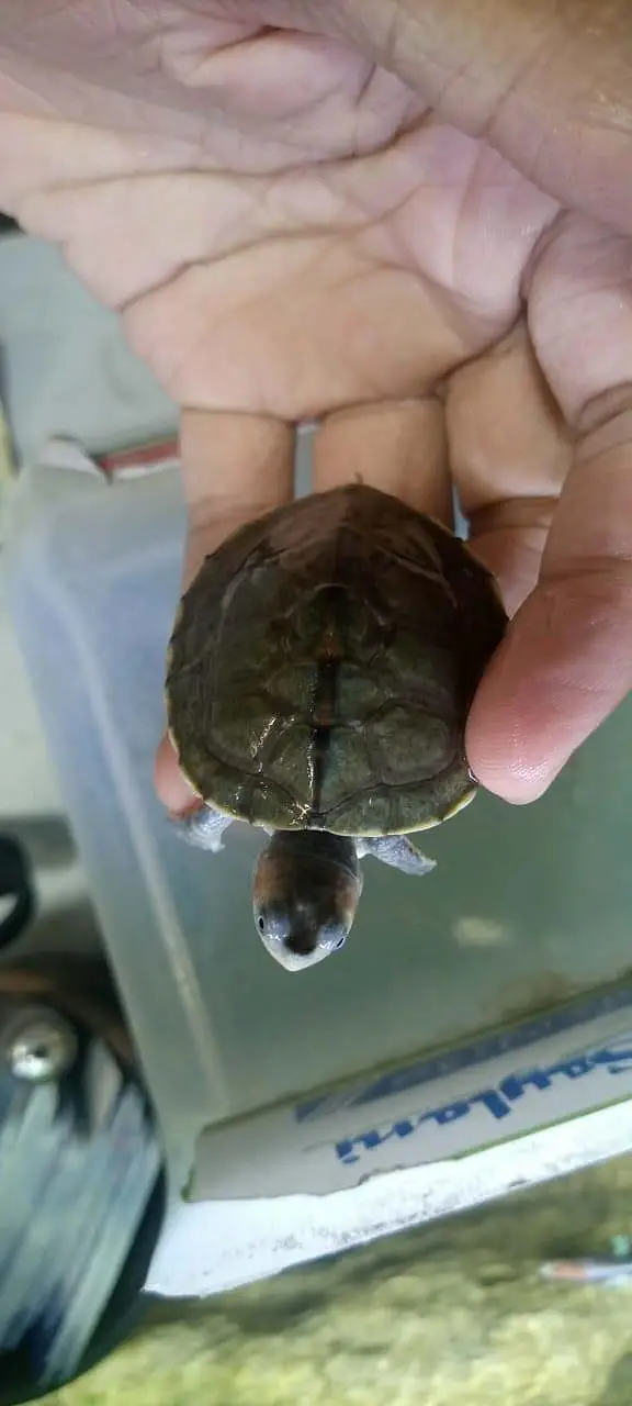 turtle for sale healthy and active  turtles for sale healthy and acti