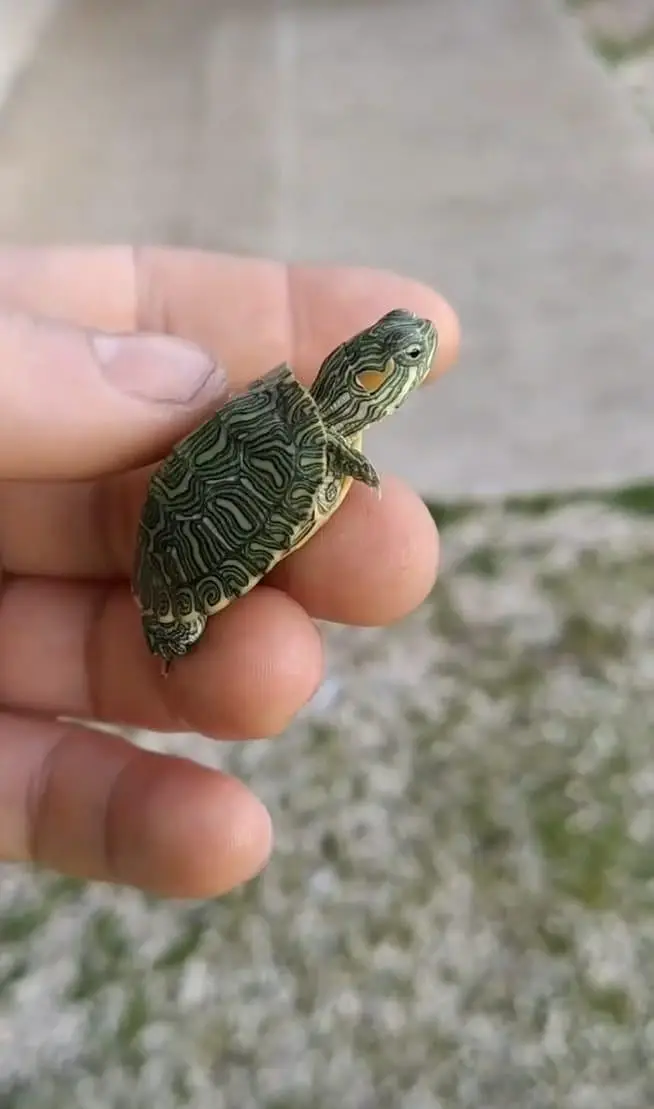 turtle for sale healthy and active  turtles for sale healthy and acti — photo 2