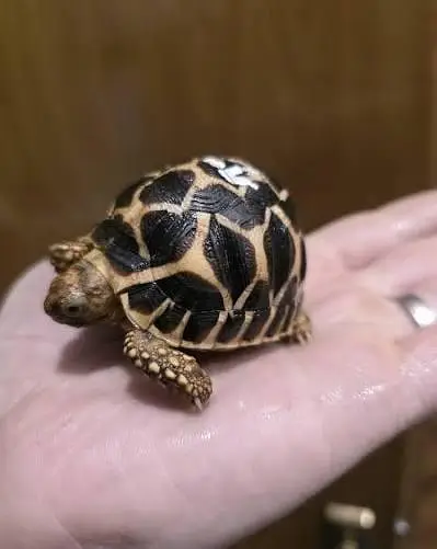 turtle for sale healthy and active  turtles for sale healthy and acti — photo 3