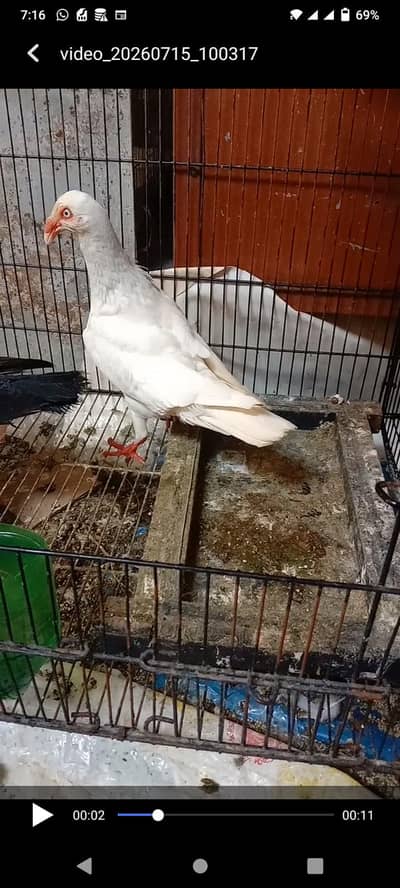 danish pigeon