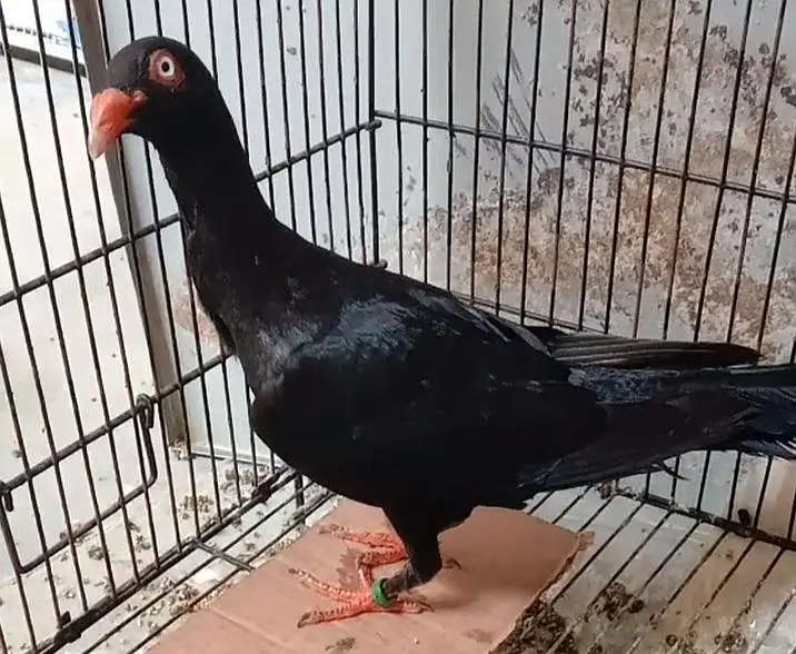 danish pigeon — photo 2
