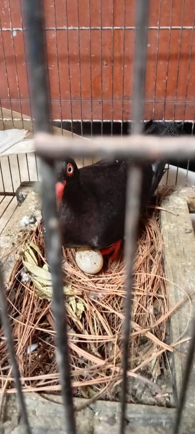 danish pigeon
