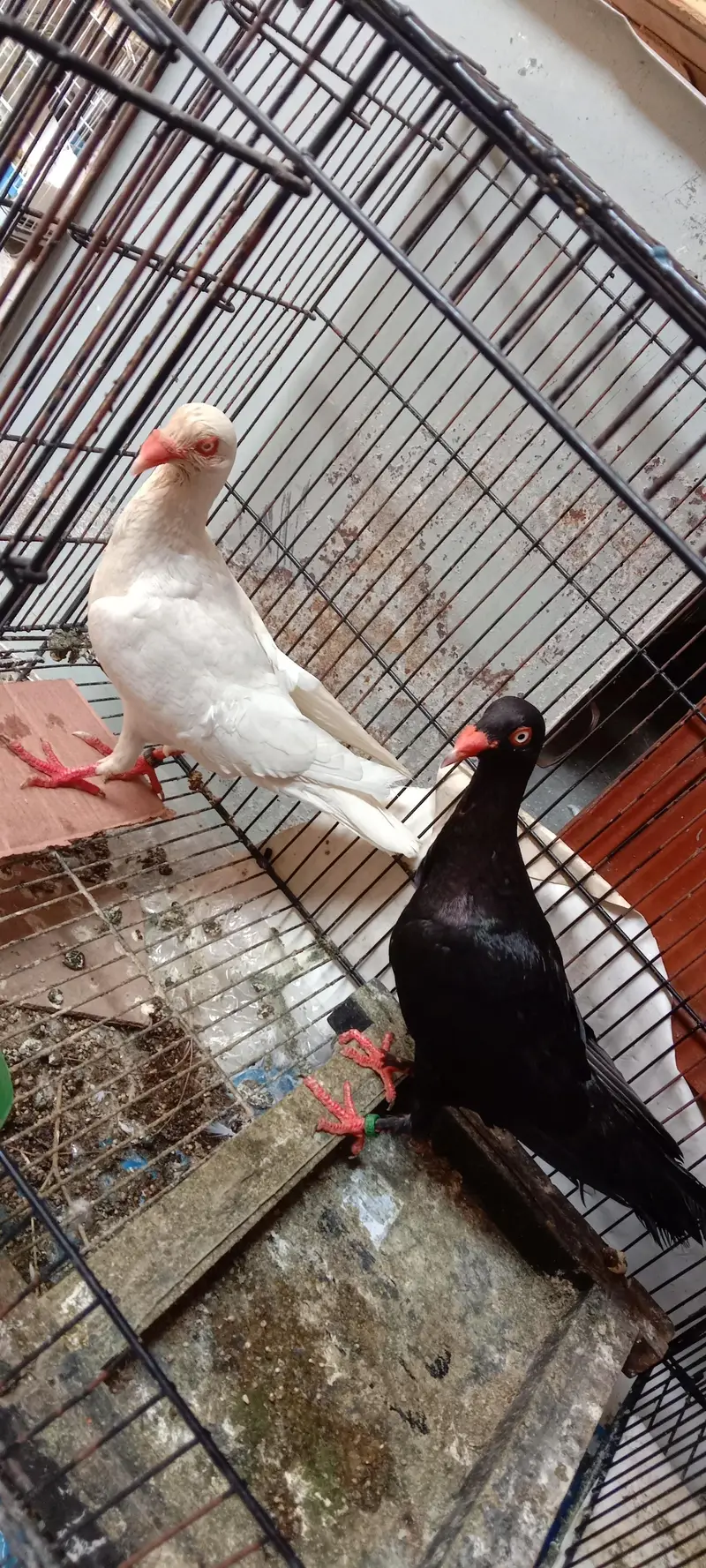 danish pigeon — photo 4