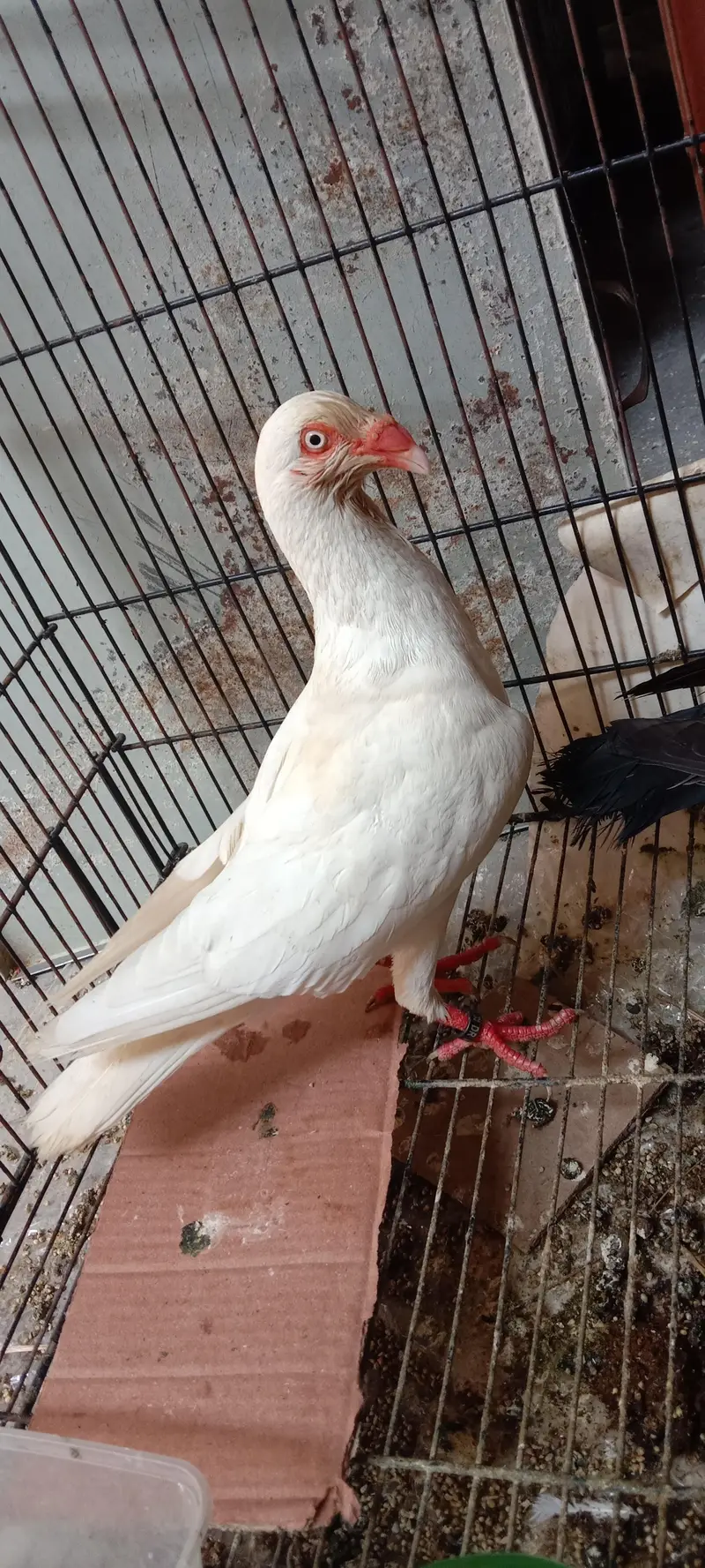 danish pigeon — photo 5