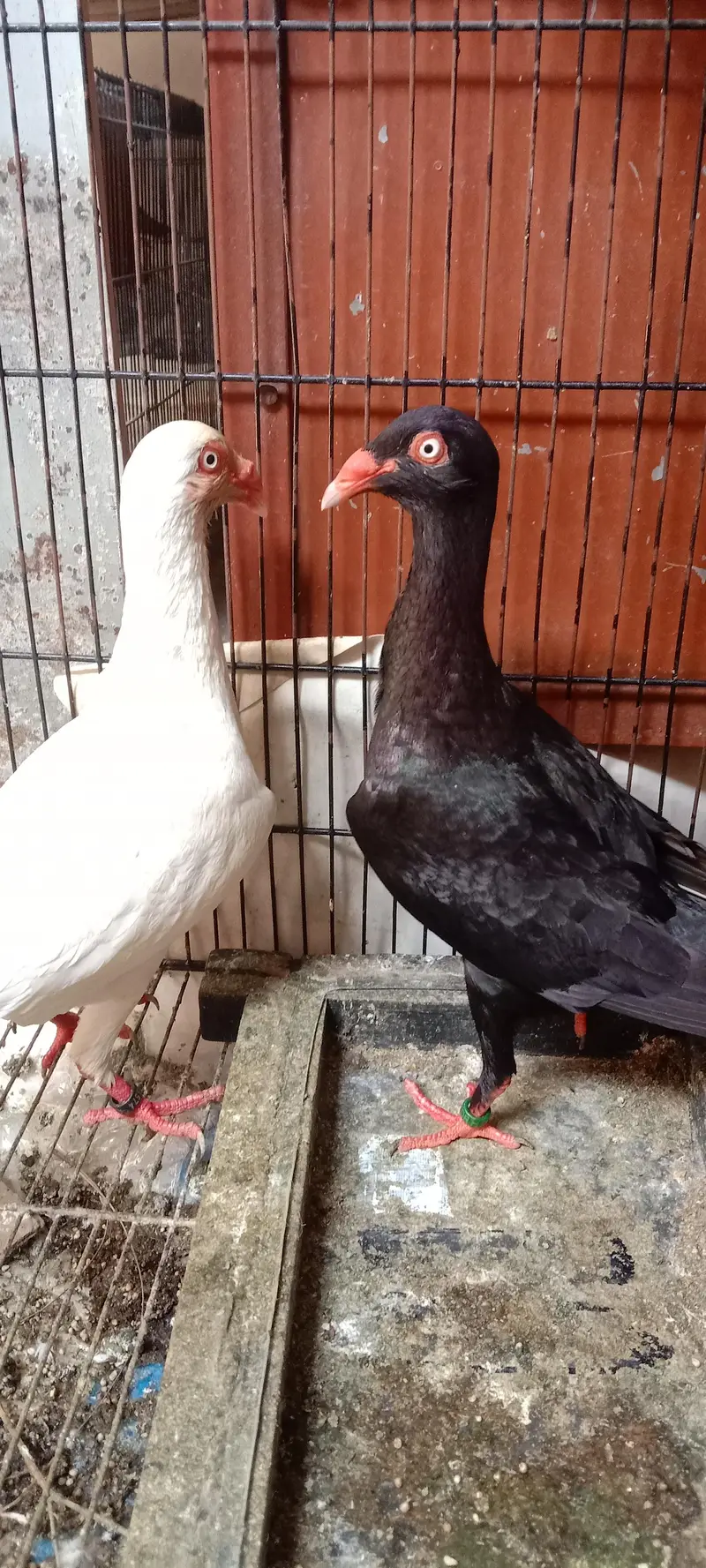 danish pigeon — photo 7