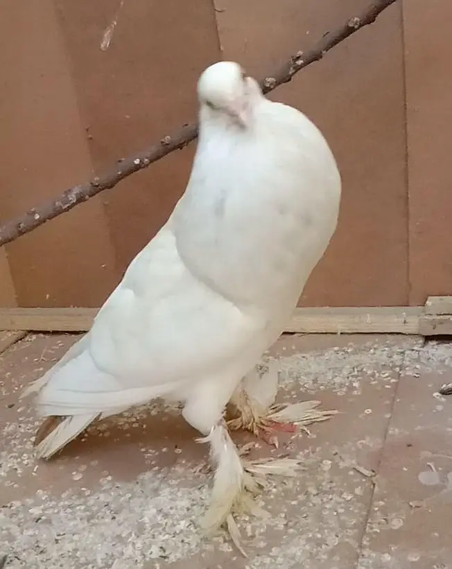 danish pigeon — photo 8