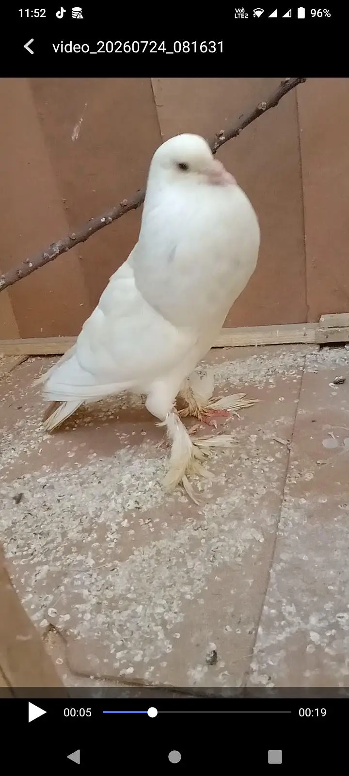 danish pigeon — photo 9