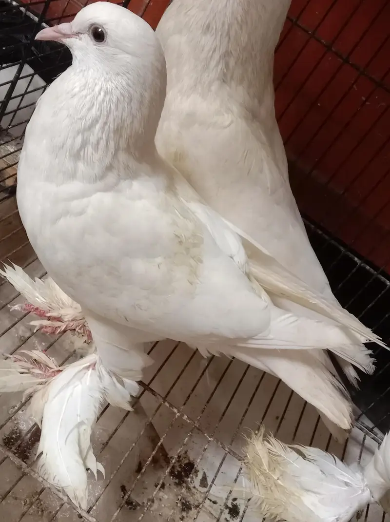 danish pigeon — photo 10