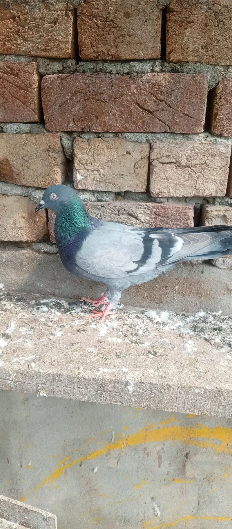 parwzi female