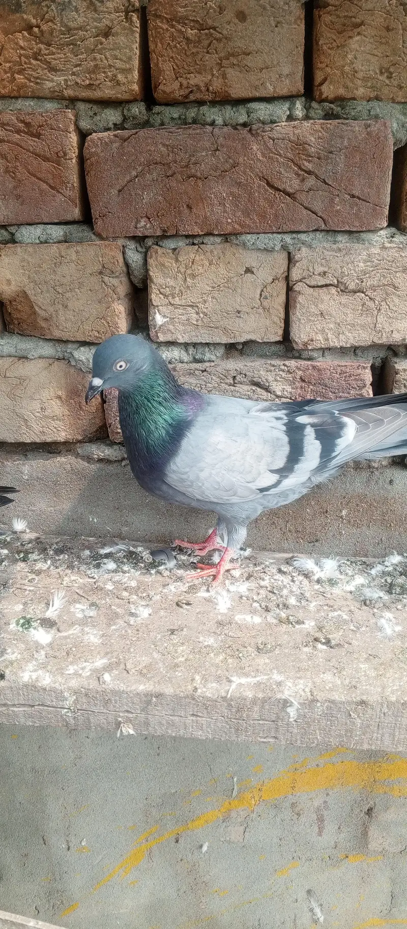 parwzi female — photo 2