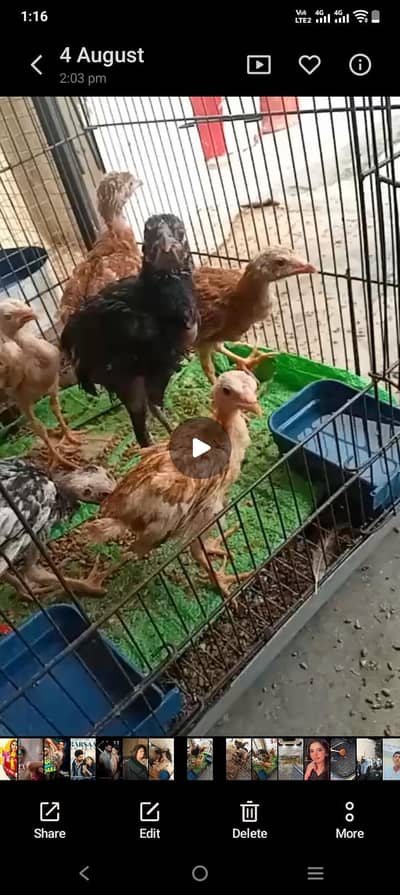 12 choza for sale