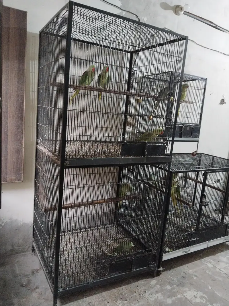 For sale/Raw/Cage — photo 4