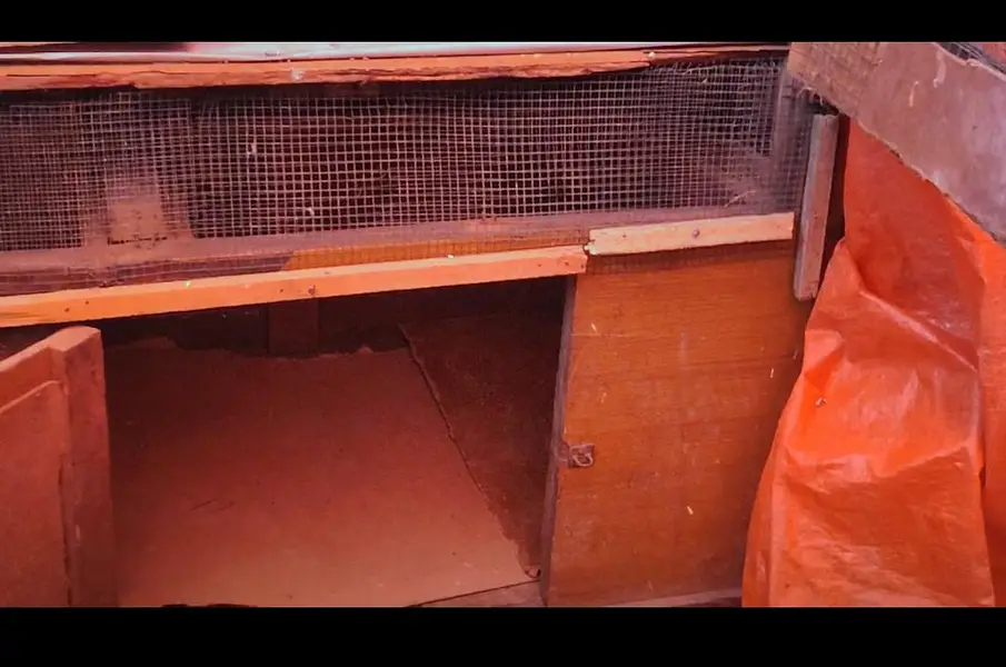 Hen cage — photo 3