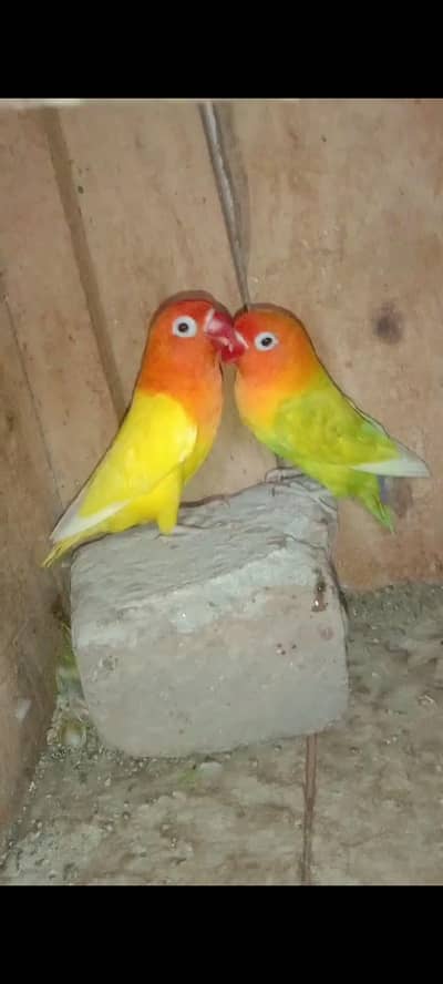 lovebird pair for sale