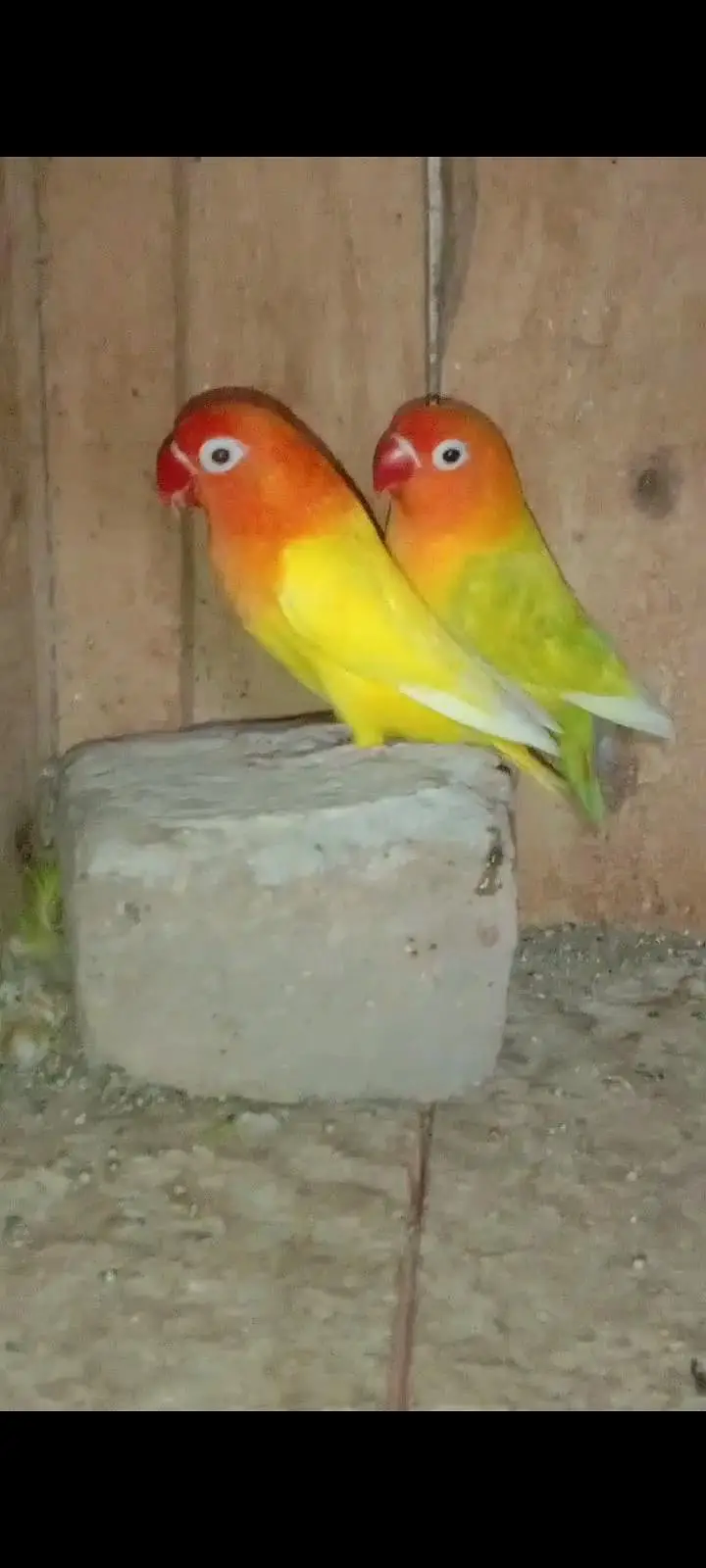 lovebird pair for sale — photo 2