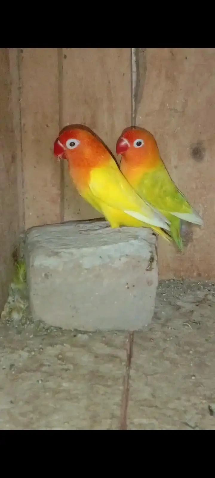 lovebird pair for sale — photo 3