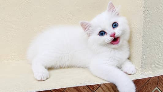 Persian Triple Coat Kitten.