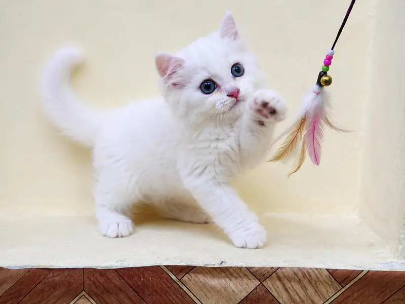 Persian Triple Coat Kitten. — photo 2