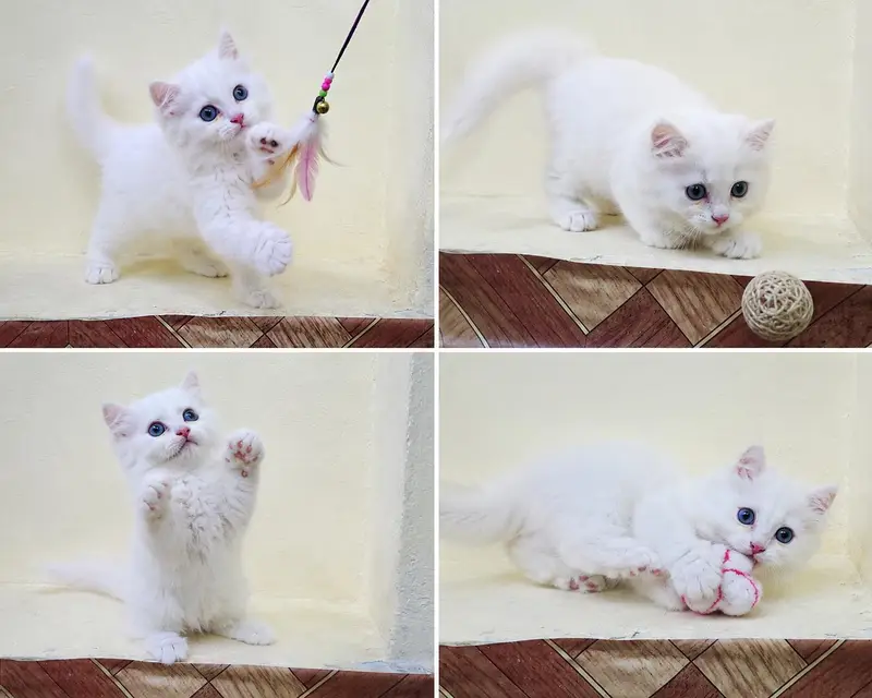 Persian Triple Coat Kitten. — photo 3