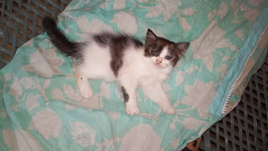 semi Persian kittens for sale