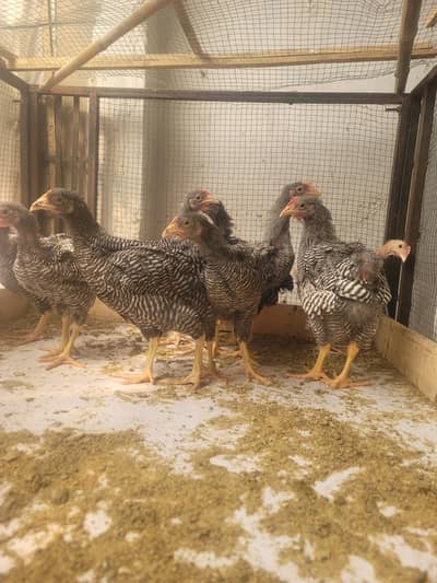 Plymouth heritage chicks for sale