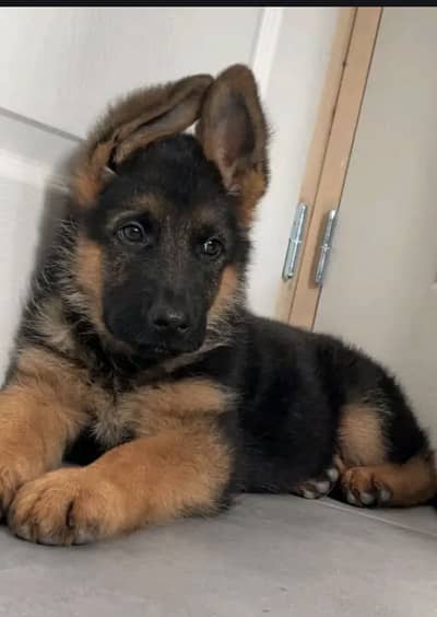 German Shephard Female puppy For Sale